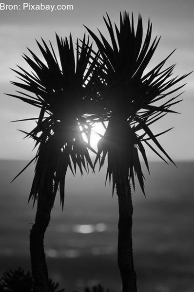 Ontslag op staande voet voor het stelen van twee palmbomen